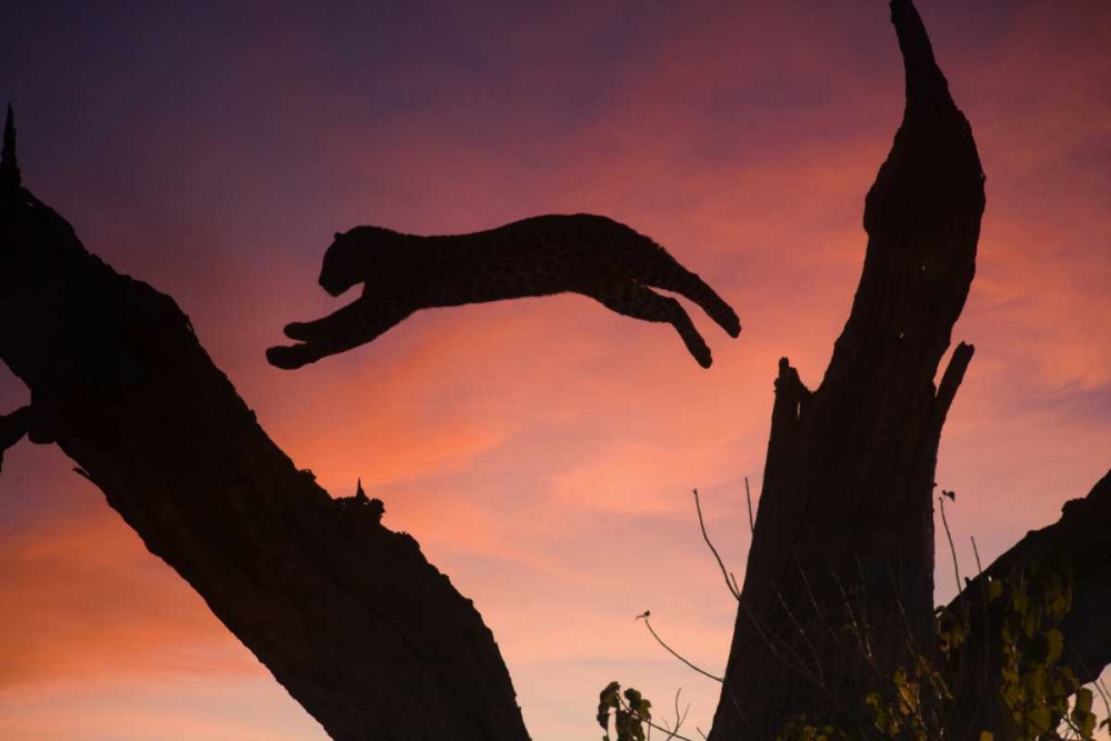 Botswana, Savuti Game Reserve Leopard leaping